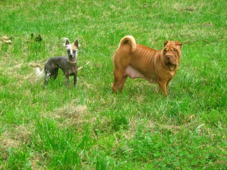 Шарпей,шар-пеи,шар-пей,Китайский шарпей,щенки шар-пея,sharpei