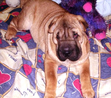 Шарпей,шар-пеи,шар-пей,Китайский шарпей,щенки шар-пея,sharpei, sharpei-dog.narod.ru